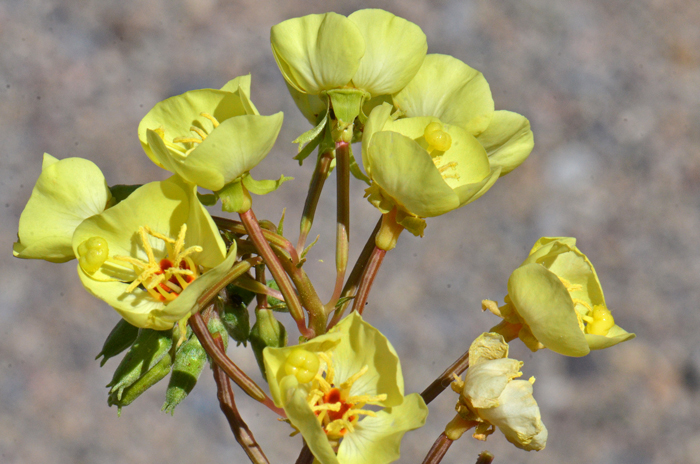 Yellow Cups has beautiful bright yellow, nodding flowers. Many flowers petals are red-dotted, all have a noticeable round knob on the tip of the style. Chylismia brevipes 